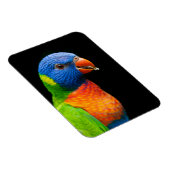 パロット マグネット (右側)