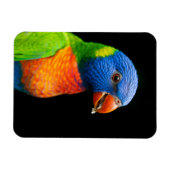 パロット マグネット (横)