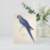 パロット、ヴィンテージ、鳥イラストレーション、ボヘミア ポストカード (スタンド正面)