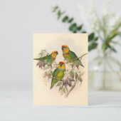 パロット、ヴィンテージ、鳥イラストレーション、ボヘミア ポストカード (スタンド正面)