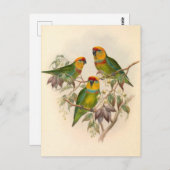 パロット、ヴィンテージ、鳥イラストレーション、ボヘミア ポストカード (正面/裏面)
