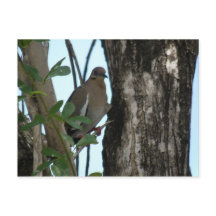 パロマトルトラ