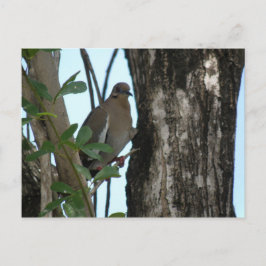 パロマトルトラ ポストカード