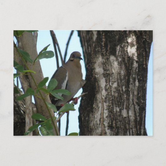 パロマトルトラ ポストカード (正面)