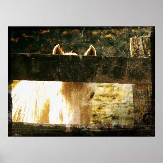 パロミノのぞき ポスター (正面)