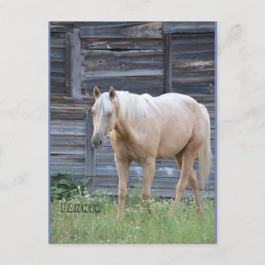 パロミノの馬のはがき ポストカード (正面)