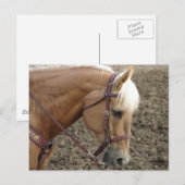パロミノウエスタンホース ポストカード (正面/裏面)