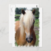 パロミノクォーターホースのポストカード ポストカード (正面/裏面)