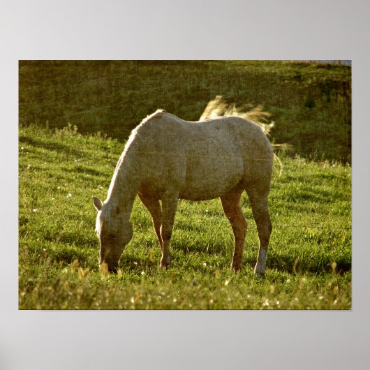 パロミノサンセット ポスター (正面)