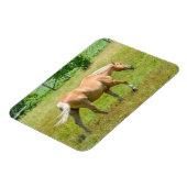 パロミノファームホース マグネット (左側)