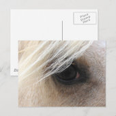 パロミノホースアイ ポストカード (正面/裏面)