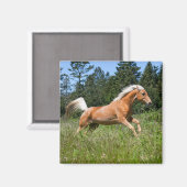 パロミノランニングウマの森を抜けて マグネット (正面/裏面)