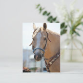 パロミノ写真 ポストカード (スタンド正面)