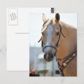 パロミノ写真 ポストカード (正面/裏面)