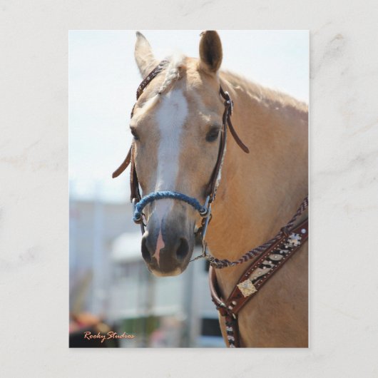 パロミノ写真 ポストカード (正面)