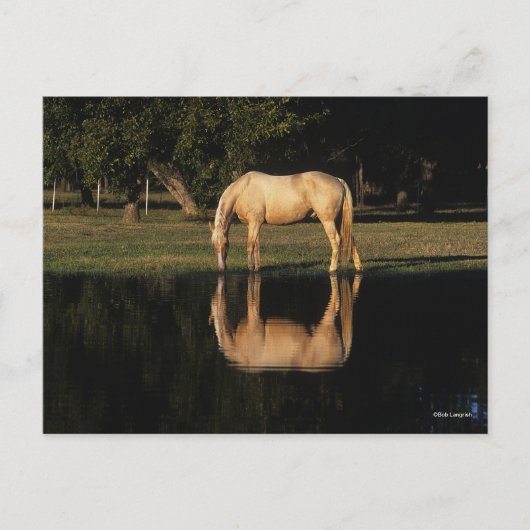 パロミノ放牧バイレイクリフレクション ポストカード (正面)