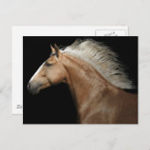 パロミノ種の雄馬 ポストカード (正面/裏面)