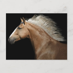パロミノ種の雄馬 ポストカード