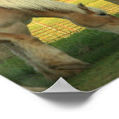 パロミノ荷車を引くウマのポスター ポスター (角)