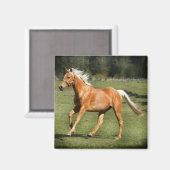 パロミノ電力 マグネット (正面/裏面)