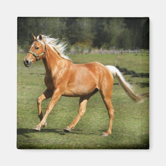 パロミノ電力 マグネット (正面)