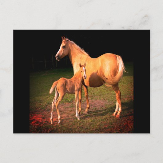 パロミノ馬と子馬のポストカード ポストカード (正面)