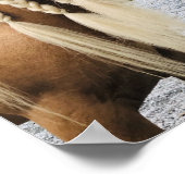 パロミノ・ジプシー・ヴァンナー・ホース ポスター (角)