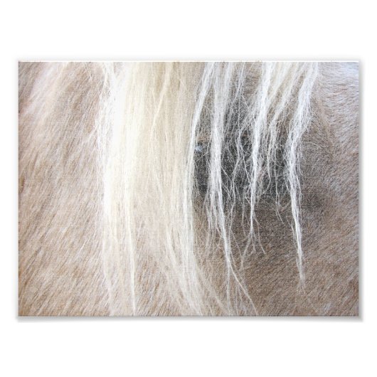 パロミノ フォトプリント            (正面)