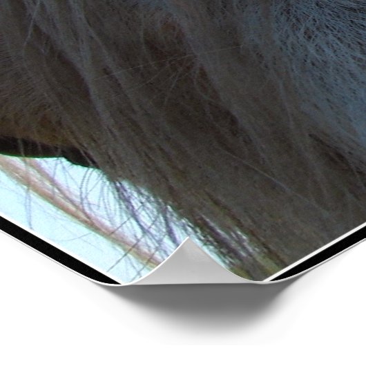 パロミノ ポスター (角)