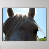 パロミノ ポスター (正面)