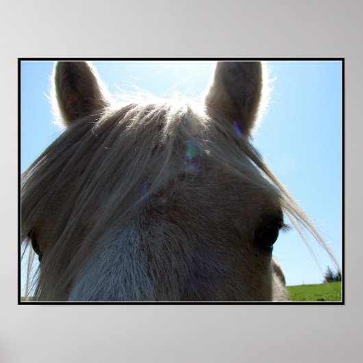 パロミノ ポスター (正面)