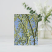 パロヴェルデツリーズ ポストカード (スタンド正面)