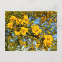 パロヴェルデフラズイン春