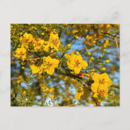 パロヴェルデフラズイン春 ポストカード