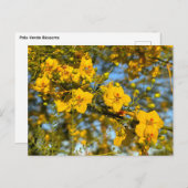 パロヴェルデフラズイン春 ポストカード (正面/裏面)