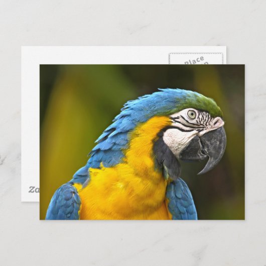 パロー ポストカード (正面/裏面)