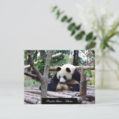 パンおもしろいダベアシッティングチェンドゥ中国 ポストカード (スタンド正面)