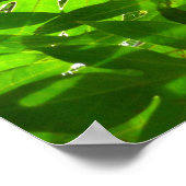 パンの実の葉木 ポスター (角)