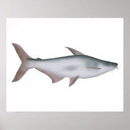 パンガスナマズ ポスター