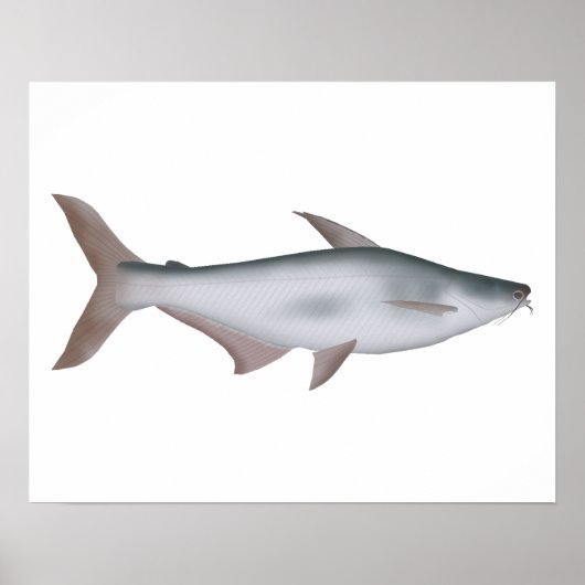 パンガスナマズ ポスター (正面)