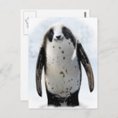 パンギ救ン! ポストカード (正面/裏面)