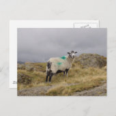 パンクシープ ポストカード (正面/裏面)