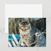 パンクロックの野生のトム猫の招待状 招待状 (正面/裏面)