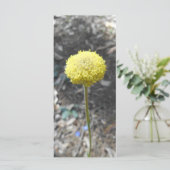 パンク太陽のサンキューカード (スタンド正面)