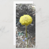 パンク太陽のサンキューカード (正面/裏面)