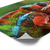 パンサーカメレオン ポスター (角)