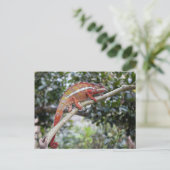 パンサーカメレオン ポストカード (スタンド正面)