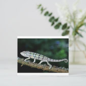 パンサーカメレオン ポストカード (スタンド正面)