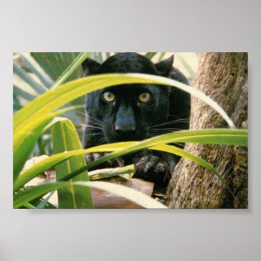 パンサー ポスター (正面)