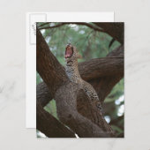 パンサー ポストカード (正面/裏面)